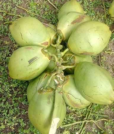 coconut-green